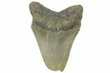 Bargain, Fossil Megalodon Tooth - Serrated Blade #295442-1